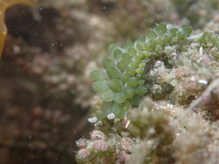 Sacoproteus smaragdinus