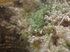 Sacoproteus smaragdinus