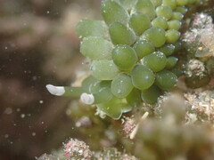 Sacoproteus smaragdinus