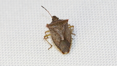 Euschistus variolarius