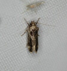 Pseudochelaria walsinghami
