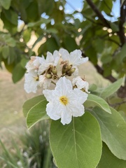 Cordia boissieri