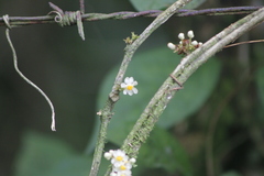 Paullinia