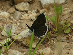Aricia artaxerxes