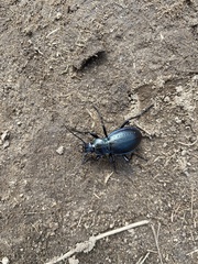 Carabus obsoletus