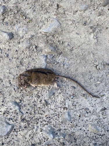 Northern Birch Mouse, Lutowiska, Lutowiska, Subcarpathia, PL, photo 8 of 10