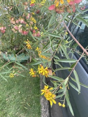 Heteropterys glabra