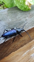 Semanotus amethystinus