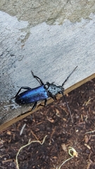 Semanotus amethystinus