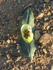 Colchicum coloratum burchellii