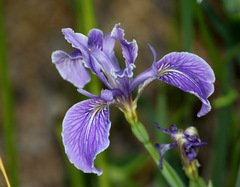 Iris hartwegii australis