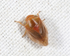 Clastoptera testacea