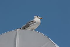Larus argentatus