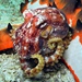 Octopoda - Photo (c) Blogie Robillo,  זכויות יוצרים חלקיות (CC BY-NC-ND)