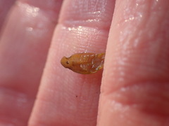 Amphoroidea media