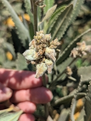 Eriodictyon crassifolium