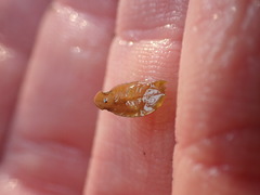 Amphoroidea media