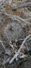 Mammillaria hutchisoniana
