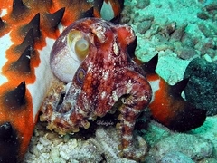 Amphioctopus siamensis