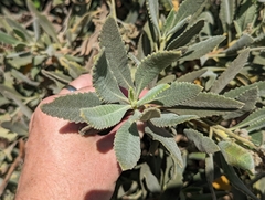 Eriodictyon crassifolium