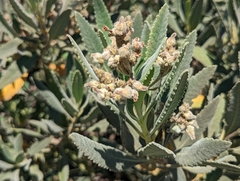 Eriodictyon crassifolium