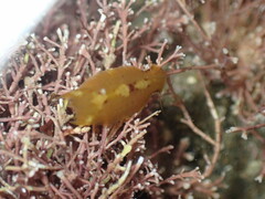 Amphoroidea media