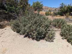 Eriodictyon crassifolium