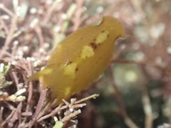Amphoroidea media