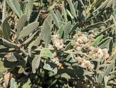 Eriodictyon crassifolium