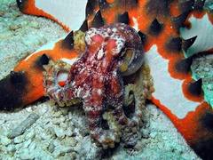 Amphioctopus siamensis