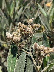 Eriodictyon crassifolium