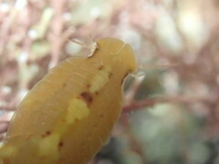 Amphoroidea media