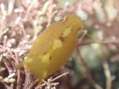 Amphoroidea media