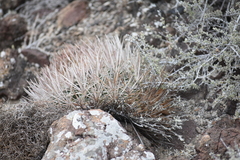 Ferocactus fordii
