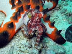 Amphioctopus siamensis