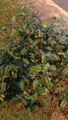 Magnoliopsida