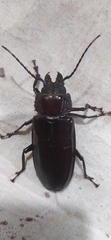 Mallodon spinibarbis