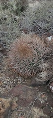 Ferocactus fordii