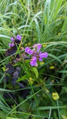 Physostegia ledinghamii, photograph (c) Zoe O., some rights reserved (CC BY)