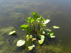 Echinodorus berteroi