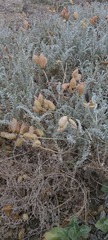 Astragalus anemophilus
