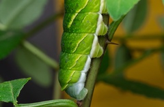 Papilio bianor