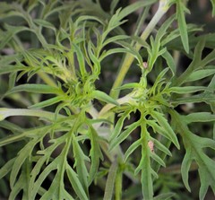 Calomycterus setarius