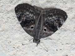 Chiomara basigutta