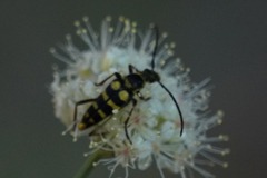 Stenostrophia tribalteata