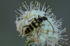 Stenostrophia tribalteata