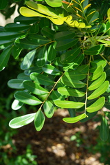 Simarouba