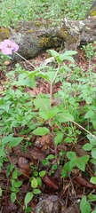 Lycianthes moziniana