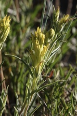 Castilleja flava