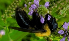 Xylocopa virginica